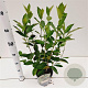Aronia melanocarpa 'Hugin' 50-60 cm 2,5L