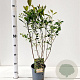 Aronia melanocarpa 'Hugin' 50-60 cm 2,5L