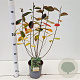 Aronia melanocarpa 'Hugin' 50-60 cm 2,5L