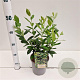 Aronia melanocarpa 'Hugin' 50-60 cm 2,5L