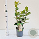 Aronia prunifolia 'Viking' 50-80 cm 2,5L