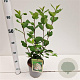 Aronia prunifolia 'Viking' 50-80 cm 2,5L