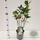 Aronia prunifolia 'Viking' 50-80 cm 2,5L