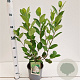 Aronia prunifolia 'Viking' 60-80 cm 3,0L