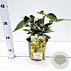 Aucuba jap. 'Crotonifolia' 20-30 cm 2,5L