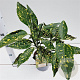 Aucuba jap. 'Crotonifolia' 25-30 cm 2,5L