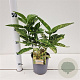 Aucuba jap. 'Crotonifolia' 25-30 cm 2,5L