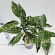 Aucuba jap. 'Crotonifolia' 25-30 cm 2,5L