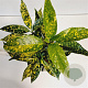 Aucuba jap. 'Crotonifolia' 25-30 cm 2,5L