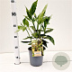 Aucuba jap. 'Crotonifolia' 30-40 cm 2,5L