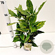 Aucuba jap. 'Crotonifolia' 30-40 cm 2,5L
