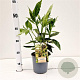 Aucuba jap. 'Crotonifolia' 30-40 cm 2,5L