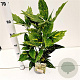 Aucuba jap. 'Crotonifolia' 30-40 cm 2,5L