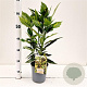 Aucuba jap. 'Crotonifolia' 30-40 cm 2,5L