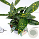 Aucuba jap. 'Variegata' 20-30 cm 2,5L