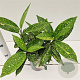Aucuba jap. 'Variegata' 25-30 cm 2,5L