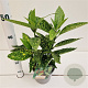 Aucuba jap. 'Variegata' 30-40 cm 2,5L