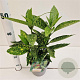 Aucuba jap. 'Variegata' 30-40 cm 2,5L