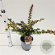 Berberis media 'Red Jewel' 25-30 cm 2,5L