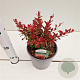 Berberis thunb. 'Ruby Star' 20-30 cm 2,5L