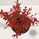 Berberis thunb. 'Ruby Star' 20-30 cm 2,5L