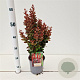 Berberis thunb. 'Red Rocket' 30-40 cm 2,5L