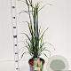 Calamagrostis acut. 'Karl Foerster' 50-60 cm 4,0L