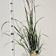 Calamagrostis acut. 'Karl Foerster' 50-60 cm 4,0L