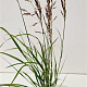 Calamagrostis acut. 'Karl Foerster' 50-60 cm 4,0L