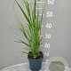 Calamagrostis acut. 'Karl Foerster' GM 2,0L