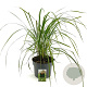 Calamagrostis acut. 'Karl Foerster' GM C5