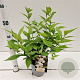 Callicarpa jap. 'Leucocarpa' 30-40 cm 2,5L
