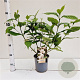 Callicarpa jap. 'Leucocarpa' 30-40 cm 2,5L