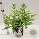 Callicarpa jap. 'Leucocarpa' 30-40 cm 2,5L
