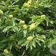 Castanea sat. 'Dorée de Lyon' 150-175 cm 6L