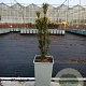 Cephalotaxus harringtonii 20-30 cm P15