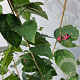 Clerodendrum trichotomum fargesii 175-200 cm 15L