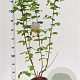 Corylus avellana 80-100 cm 5,0L
