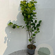 Corylus avellana 80-100 cm 5,0L
