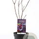 Cotinus cog. 'Royal Purple' 30-40 cm 3,0L