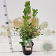 Cotinus cog. 'Young Lady' 30-40 cm 3,0L