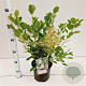 Cotinus cog. 'Young Lady' 30-40 cm 3,0L