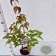 Cornus kousa chinensis 30-40 cm 2,0L