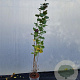 Corylus m. 'Purpurea' 170-200 cm 10L
