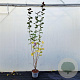Corylus m. 'Purpurea' 200-225 cm 10L