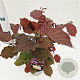 Corylus m. 'Purpurea' 40-50 cm 5,0L