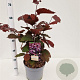 Corylus m. 'Purpurea' 40-50 cm 5,0L