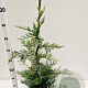 Cupressocyparis leylandii 80-100 cm 3,0L