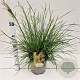 Deschampsia cesp. 'Palava' 40-60 cm 4,0L
