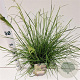 Deschampsia cesp. 'Palava' 40-60 cm 4,0L